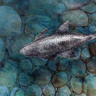 Poisson qui nage dans rivière Illustratrice freelance LLetC Artiste freelance